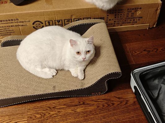 Cat Scratcher with Catnip Premium Corrugated Indoor Cat Furniture Durable Scratch Pad for Kittens Cats Play